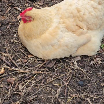 OMC! Nature's Nap: Buff Orpington's Serene Siesta with Cawing Cameo!