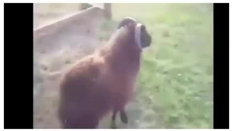 Funny Goat with Cycle