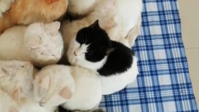 The cat does not provide service, the cat only provides itself