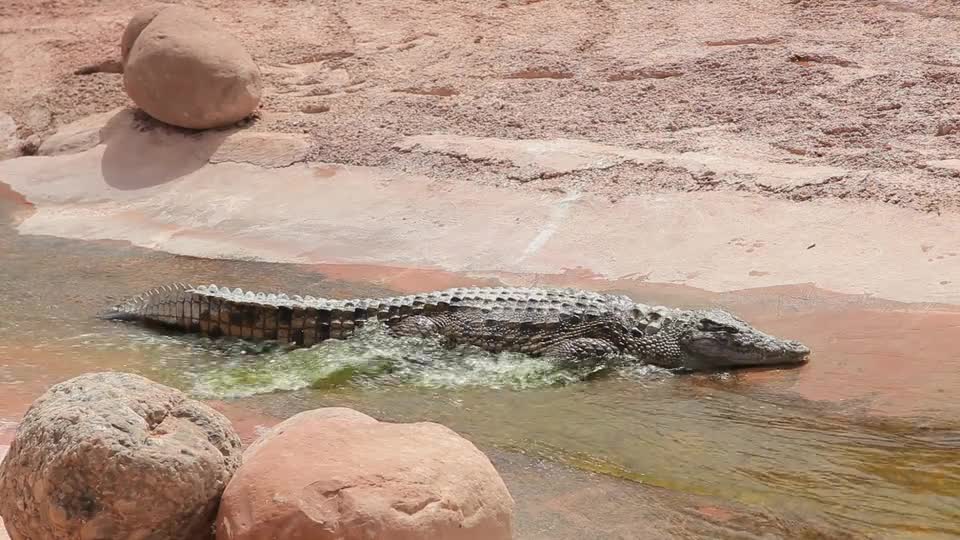 Crocodile enjoying the flowing water of the river