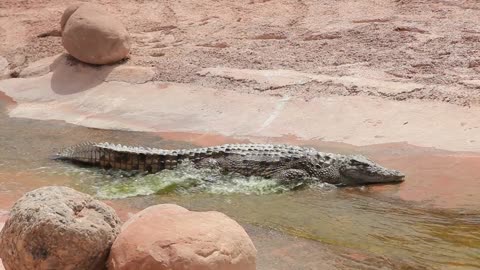 Crocodile enjoying the flowing water of the river