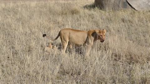 cute lion cubs on their first outdoor adventure