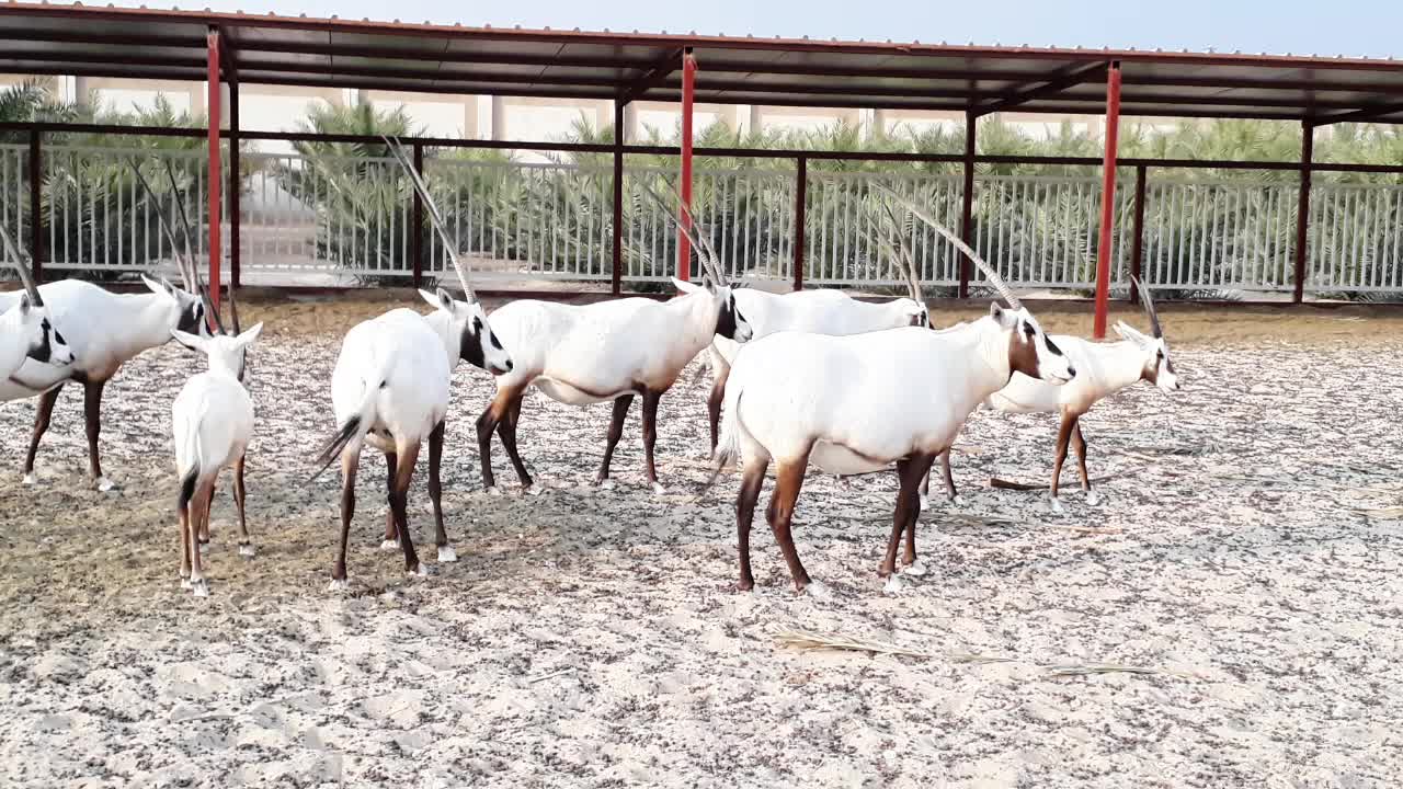 Animals videos daily