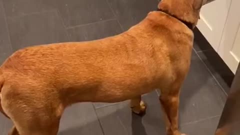Funny Dog Videos - Try Not To Laugh - He Got Caught!