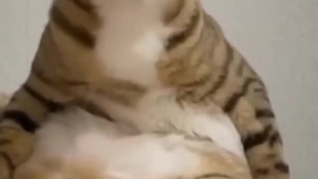 Funniest Cats 😹 - Don't try to hold back Laughter 😂 - Funny Cats Life