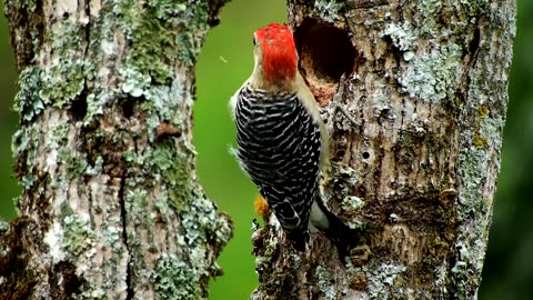 Wood Pecker What finding?