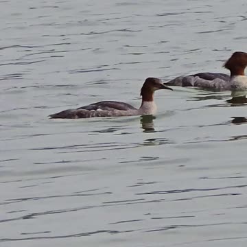 Goosander female in a river / Beautiful water birds in the water.