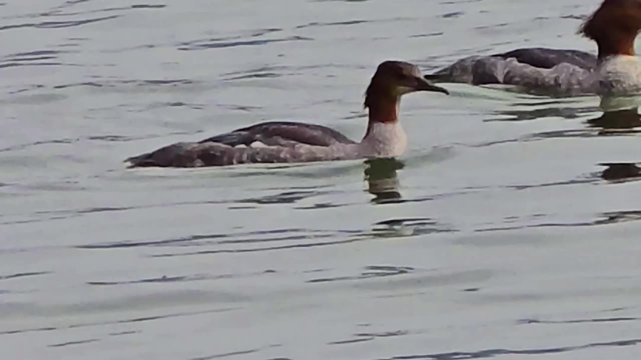 Goosander female in a river / Beautiful water birds in the water.