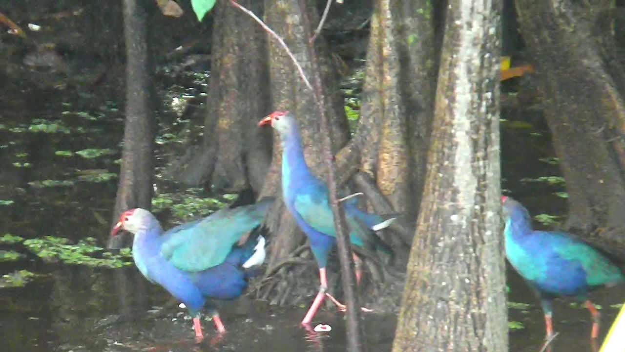 Purple Swamphens