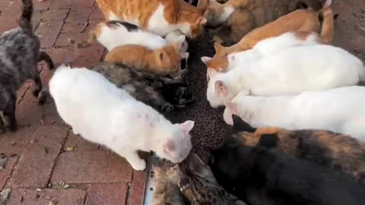 Act of Kindness: Feeding Stray Cats #shorts #straycat #catrescue