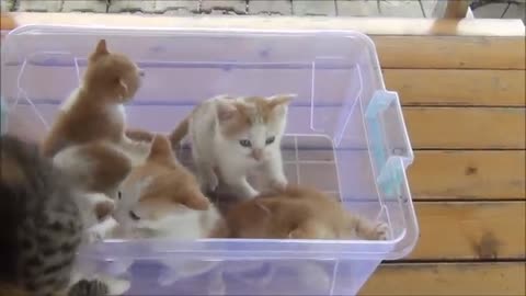 Kittens meows cute cat