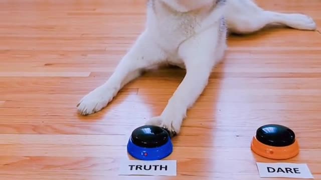 Cute dog plays truth or dare