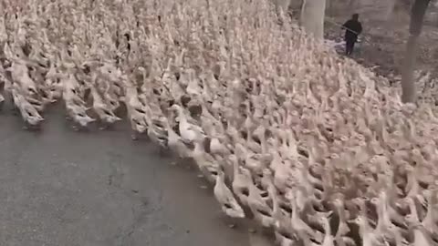 Funny animal video on Instagram: "Invaded by duck troops