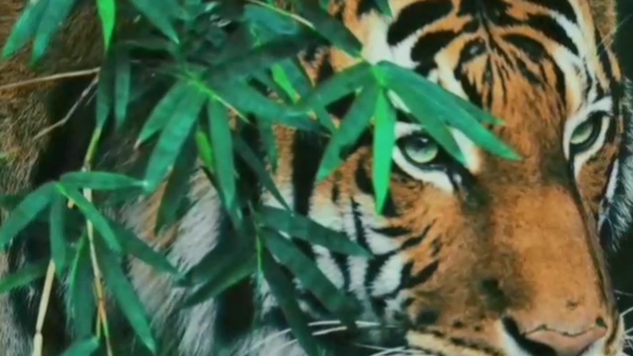 Beautiful Tiger With Their Attitude