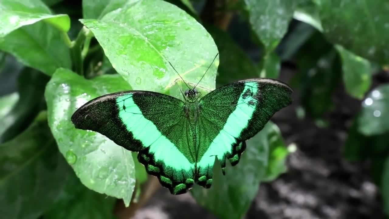 Beautiful green butterfly sit on wet green leaf in jungle