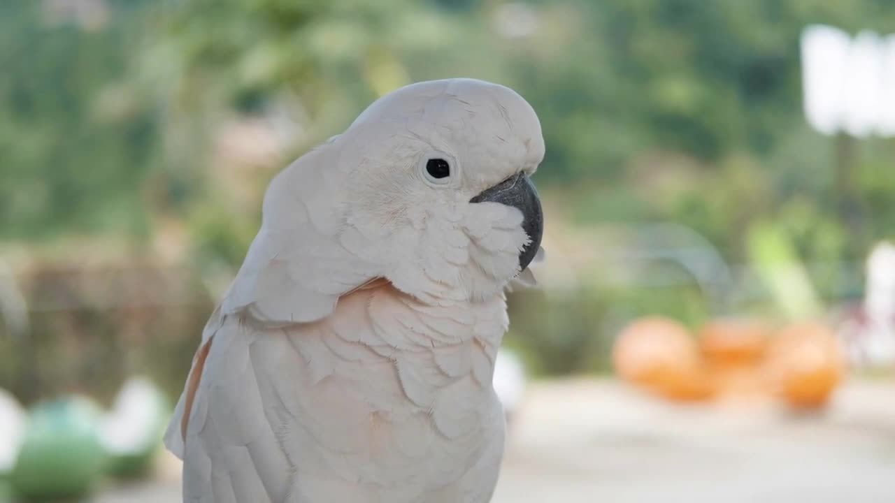 White cockatoo parrot close-up on a background of nature