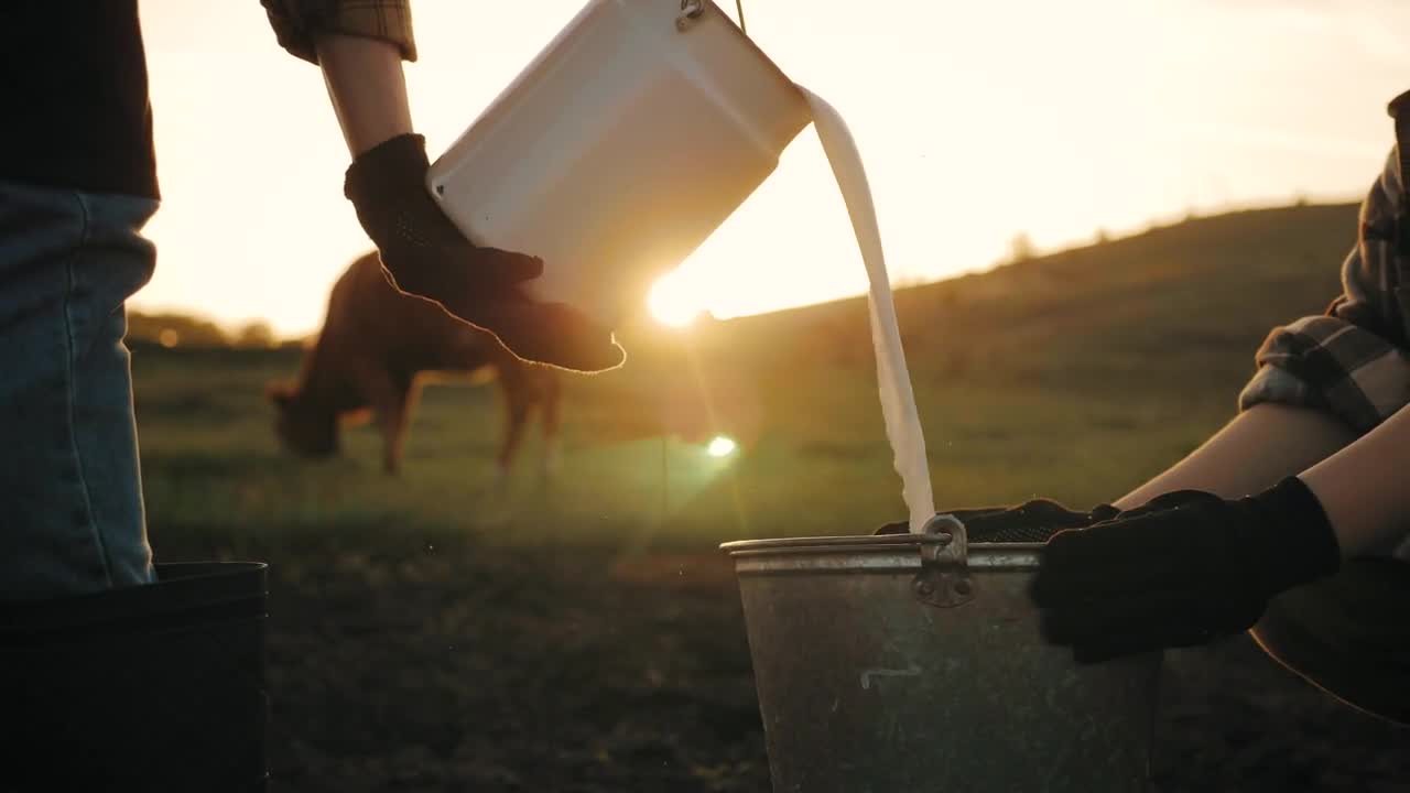 Fresh milk concept. Woman pours milk into can at sunset