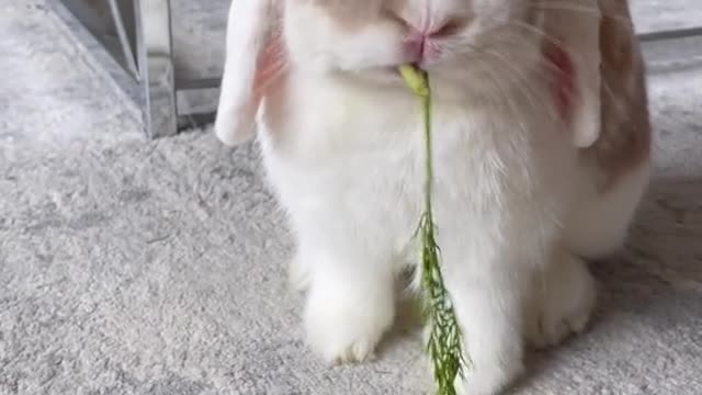 He is a rabbit who only knows how to eat