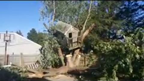 Tree house removal the easy way