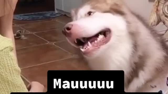 Video anjing lagi ngobrol dengan majikannya