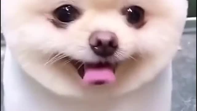 Dog owners can also help you have the same problem