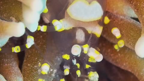 Rare shrimp Looks Like a Space Alien
