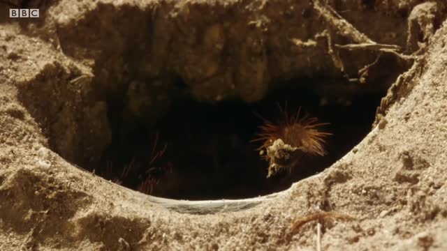 Best Spider Moments | Top 5 | BBC Earth