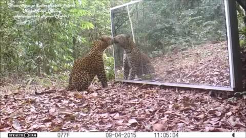 Gabon' Jungle: An Elephants Family Refuses To Share A Big Mirror With A Leopard