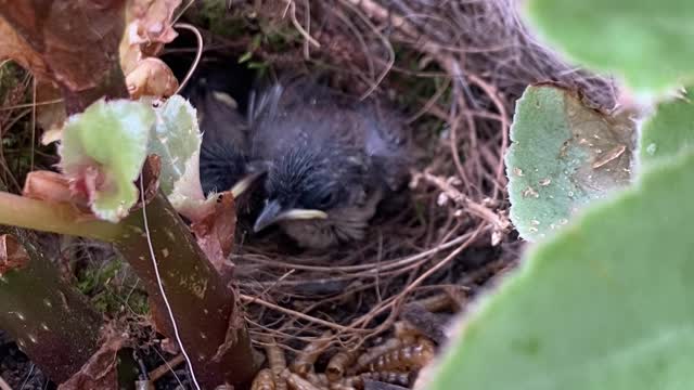 Wren Chicks