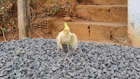 Funny birds take a ride