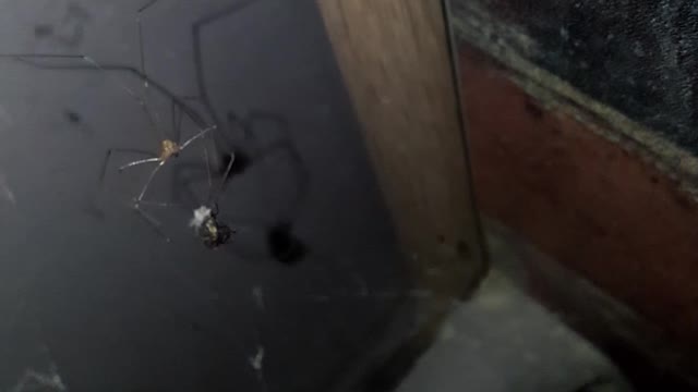 Spider catch a fly