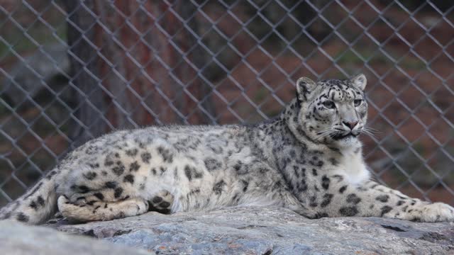 Ghost Cat Snow Leopard is Endangered Cat 4k#QuiteCatVideo