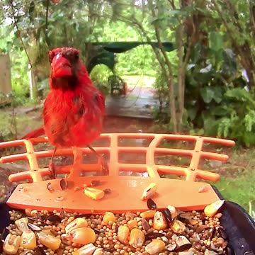Cardinal barely survives Tropical Storm Debby Only For This To Happen Wait until the end!