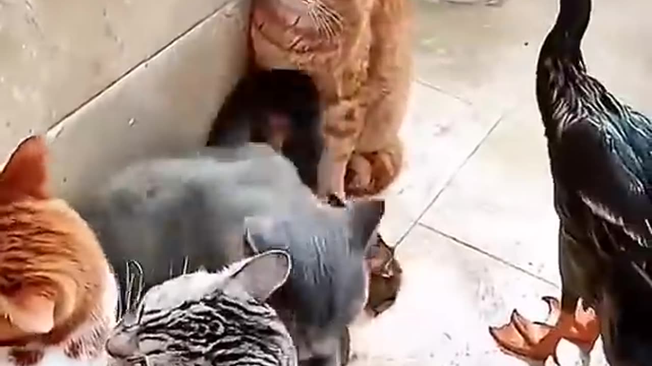 The Best Cat Comedy Videos