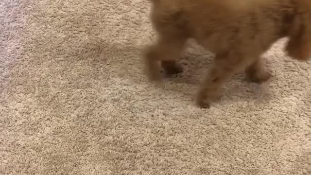 Brown dog can't catch tennis ball on carpet