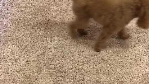 Brown dog can't catch tennis ball on carpet