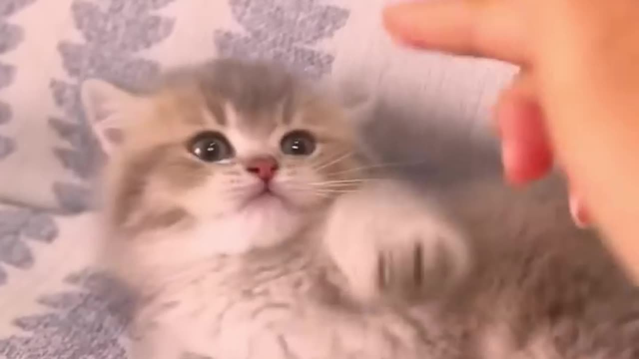 The_kitten_is_so_cute💕😻_#cute__#meow__#cutecat(720p)