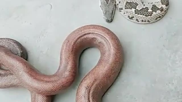 World passion snake |funny video