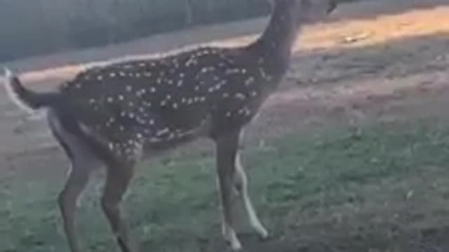 Angry deer "barks" at intruder in the woods