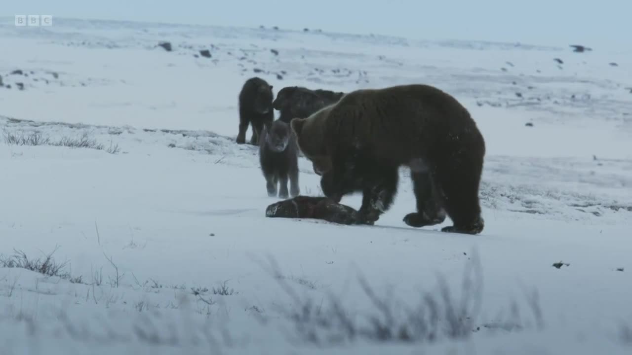 Brown Bear Hunts Newborn Muskox 🐻🦌