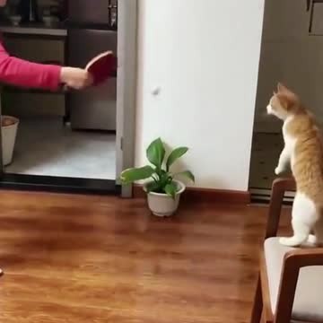 Cat Playing Table Tennis | Cute Cats