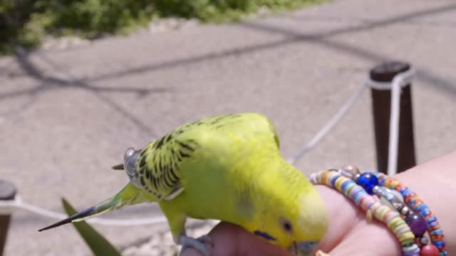 A person feeding a bird, a very cute moment with a cute bird