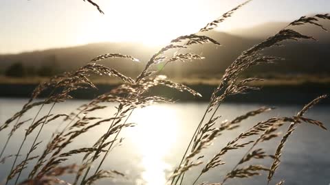 Morning sun kissed