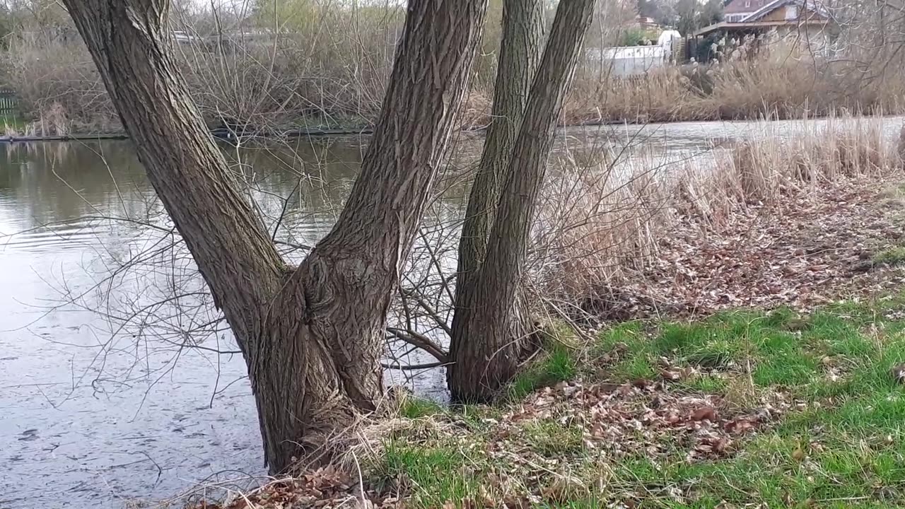 Wildgänse Kleingartenverein "An der großen Eiche"