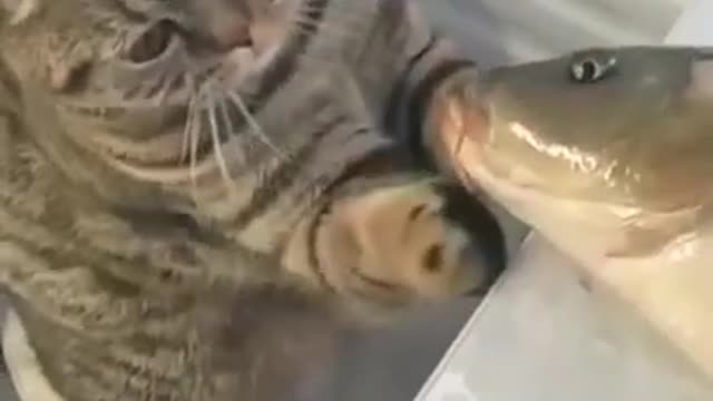 Cat and Fish 🐱🧡🐬Romantic😘Kiss Video💕 Funny With Animals👍 #clip#rumbleclip