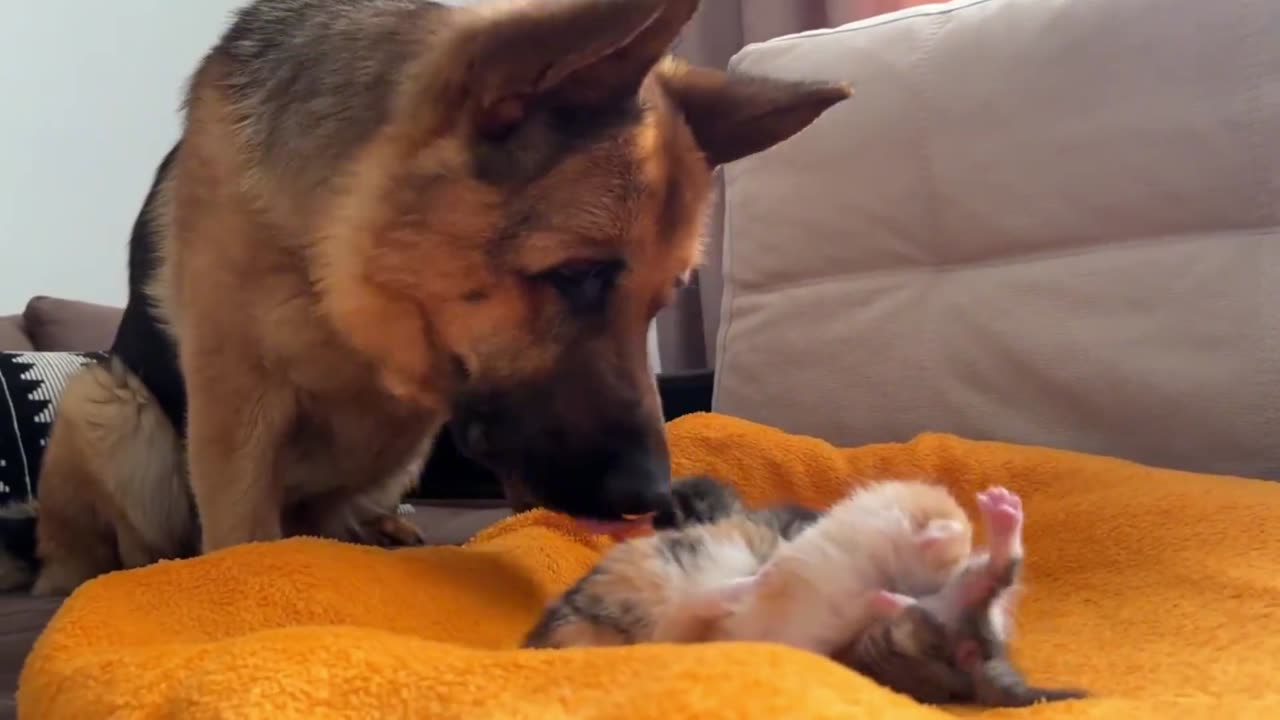 German Shepherd's reaction to seeing a litter of kittens for the first time