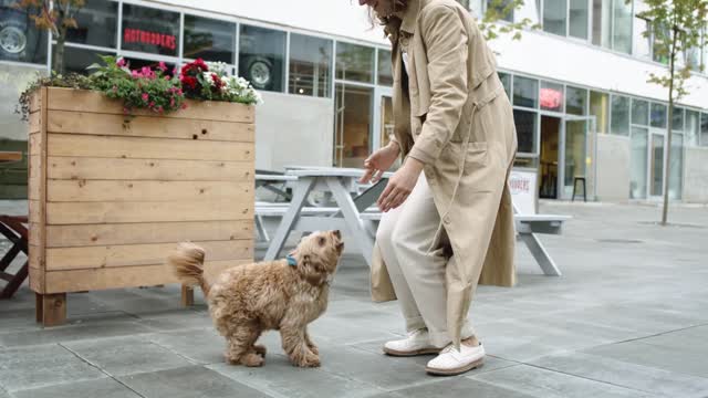 Dog Jumping Towards Her Master