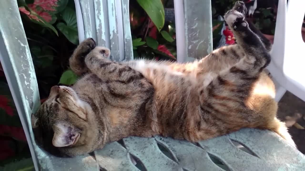 Funny Cat 😻 Sleep in Weird Positions