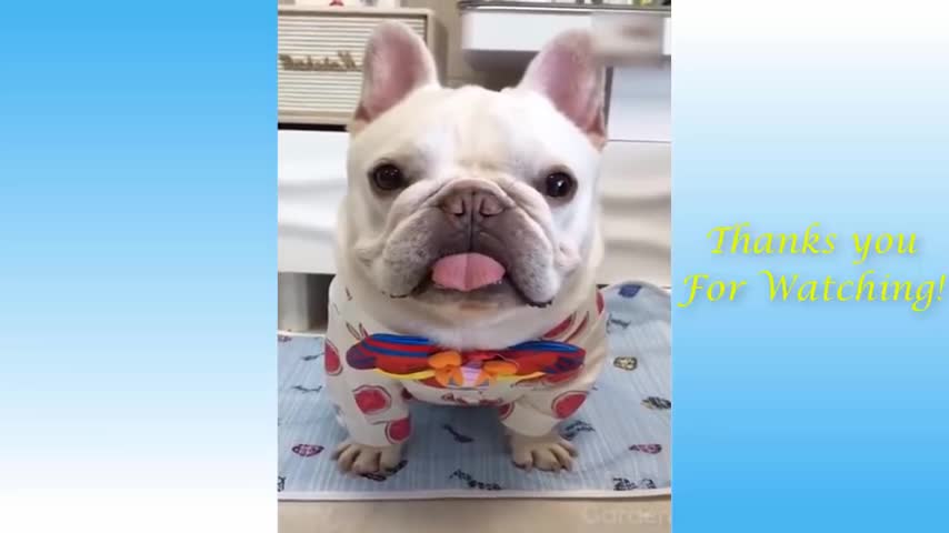 Cute Pets And Funny Animals Compilation