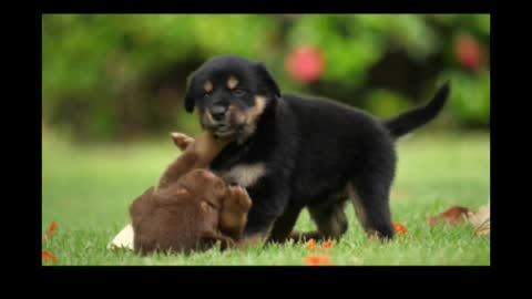 Dog funny video #shorts